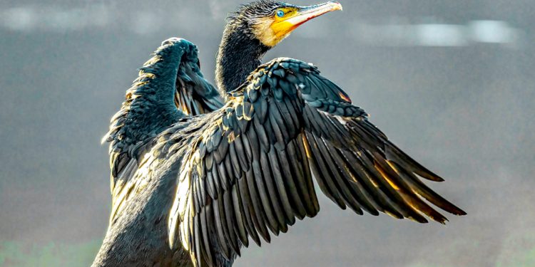 Dansk Lystfiskeri sender åbent brev til Miljøministeren omkring skarven foto: Dansk Lystfiskeri