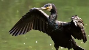 Glem alt om kystfiskeri så længe skarven har det antal den har - foto: fiskerforum.dk