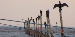 Mens vi afventer natur- og biodiversitetsloven.. sammen med skarven - arkivfoto-Fiskerikommissionen