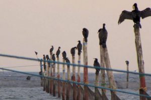 Mens vi afventer natur- og biodiversitetsloven.. sammen med skarven - arkivfoto-Fiskerikommissionen