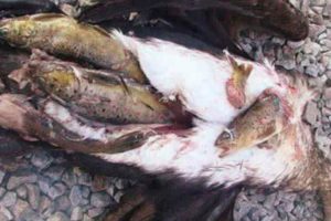 Forslugne skarv æder fortsat fiskernes fisk..  Foto: Nedlagt skarv med maven fyldt af fisk - Chytej TV