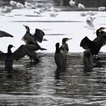 Den, i fiskernes øjne, store forslugne fugl - skarv eller ålekrage er i dag én af de mest udbredte og talrige fuglearter i Europas vandmiljøer. foto: snapshot facebook