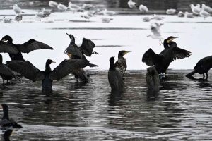 Den, i fiskernes øjne, store forslugne fugl - skarv eller ålekrage er i dag én af de mest udbredte og talrige fuglearter i Europas vandmiljøer. foto: snapshot facebook