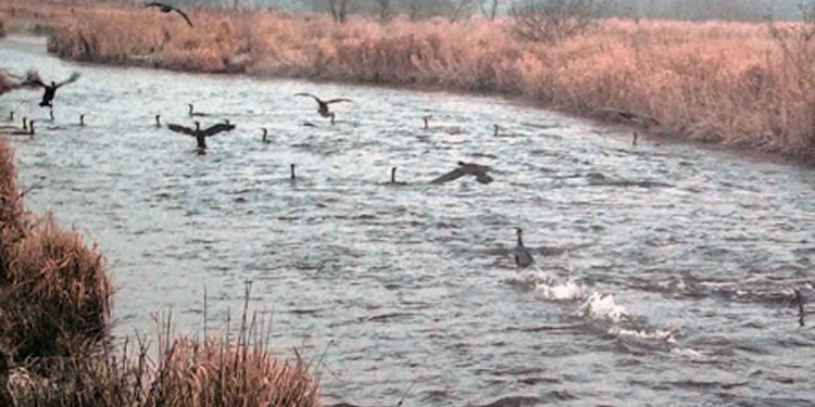 Skarv i å-løb - fiskepleje / DTU