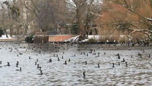 I danske farvande fouragerer skarven i varierende antal gennem året, fra omkring 15.000 om vinteren til op mod 250.000 fugle om efteråret. Hver fugl spiser i gennemsnit omkring 500 g fisk dagligt, hvilket samlet set svarer til et forbrug på omkring 16.000 tons fisk om året. foto: snapshot facebook