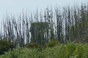 foto. Skarvkoloni af Erik Kusk Larsen