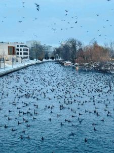 Skarven er en alsidig lynhurtig og effektiv jæger, som lever i mange forskellige vandmiljøer – fra små vandløb og søer til fjorde og åbent hav, og den kan dykke efter bytte i vanddybder fra få centimeter til omkring 50 meter. foto: snapshot facebook 