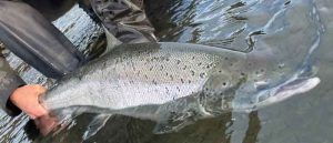 Den atlantiske laks er fredet i de største vest- og sønderjyske vandløb, og forvaltningen sker efter stramme regler baseret på lovgivning og biologisk viden. foto: FiskerForum.dk