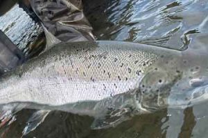 Den atlantiske laks er fredet i de største vest- og sønderjyske vandløb, og forvaltningen sker efter stramme regler baseret på lovgivning og biologisk viden. foto: FiskerForum.dk