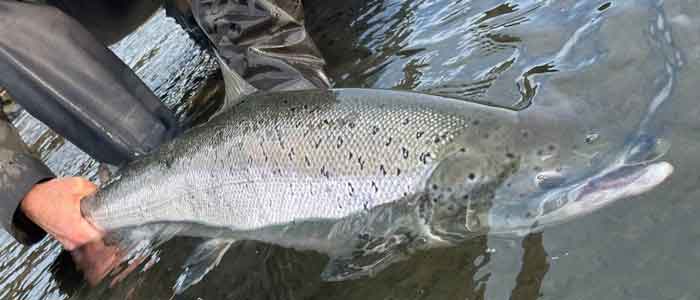 Read more about the article Sådan styres laksefiskeriet i Danmark