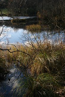 Read more about the article Forstærket fiskepleje