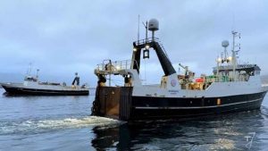 I Klaksvík kunne partrawlerne Skoraberg og Fuglberg i denne uge lande hele 220 tons guldlaks – en last, der tydeligt markerer et godt træk i det pelagiske fiskeri under Færøerne. foto: FS -Fiskur.fo