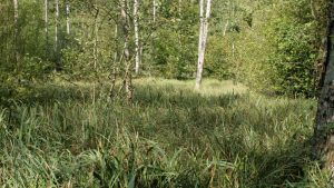 Med aftalen blev der afsat omkring 43 milliarder kr. til at gennemføre en gennemgribende omlægning af Danmarks areal.
foto: wikipedia