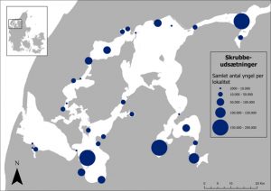  I 2023 er det 30 år siden, at de første udsætninger af skrubber (Platichthys flesus) i Limfjorden fandt sted. I tidens løb er der blevet udsat mere end 1,6 millioner skrubbeyngel på forskellige lokaliteter i Limfjorden som et led i Fiskeplejens bestandsophjælpning
