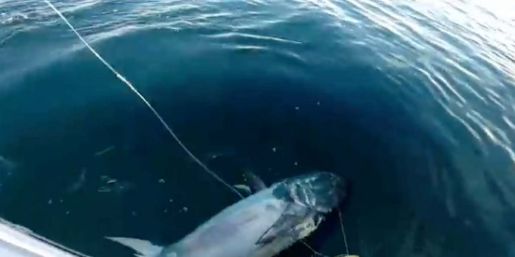 Fire blåfinnet tun har fået elektronisk sendeudstyr på. Snapshoot fra sidste års tun-mærkning - DTU Aqua - KB Gavin
