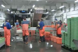 Læsø stod tidligere i år på kanten af en regulær fiskeri-katastrofe. Et forslag om trawlforbud i store dele af Kattegat truede med at lamme øens vigtigste erhverv, jomfruhummer-fiskeriet og dermed koste samfundet hundredvis af arbejdspladser. snapshot Jomfruhummerfiskeriet