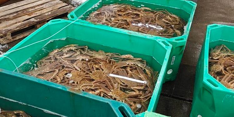 Levende snekrabber solgte godt på dansk fiskeauktion foto: Hanstholm Fiskeauktion