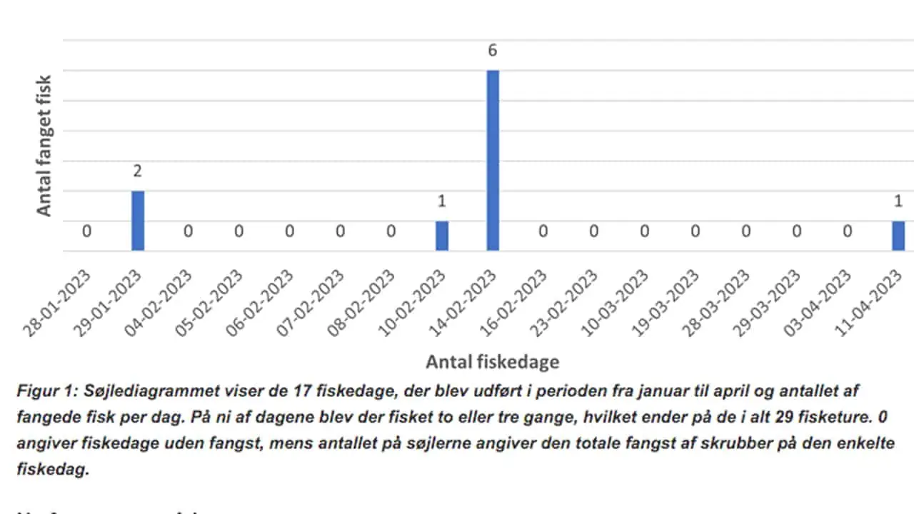 Skrubben var ellers før i tiden den mest almindelige fladfisk i de danske farvande skema - Fiskepleje.dk