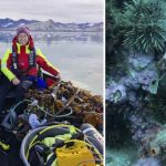 tangskove og søpindsvin - hi.no