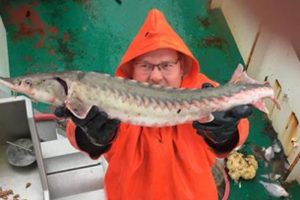 Rejetrawler fanger stor sjælden og forhistorisk fisk  Privatfoto: Søren Timmerby holder her fangsten af den sjældne stør op for fotografen