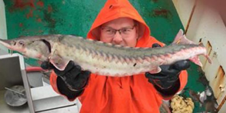 Rejetrawler fanger stor sjælden og forhistorisk fisk  Privatfoto: Søren Timmerby holder her fangsten af den sjældne stør op for fotografen