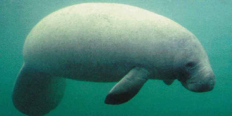 Så selvom spækhuggeren, hvalrossen og søkoen umiddelbart ligner hinanden med deres strømlinede kroppe og svømmefødder, er de langt fra i familie. Faktisk er spækhuggeren tættere beslægtet med en ko, hvalrossen med en ulv og søkoen med en elefant. foto: wikipedia