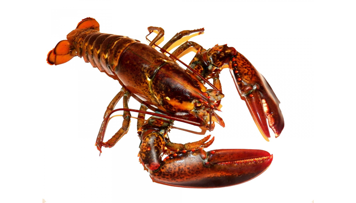 Read more about the article Nye regler om fiskeri efter sort hummer