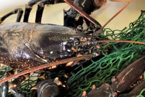 DTU mangler hummerfiskere til feltundersøgelser og fangstrapporter