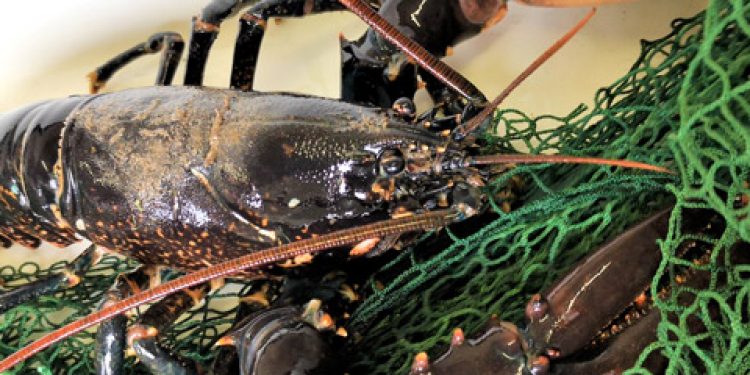 DTU mangler hummerfiskere til feltundersøgelser og fangstrapporter
