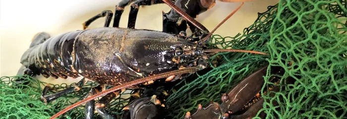 Read more about the article DTU mangler hummerfiskere til feltundersøgelser og fangstrapporter