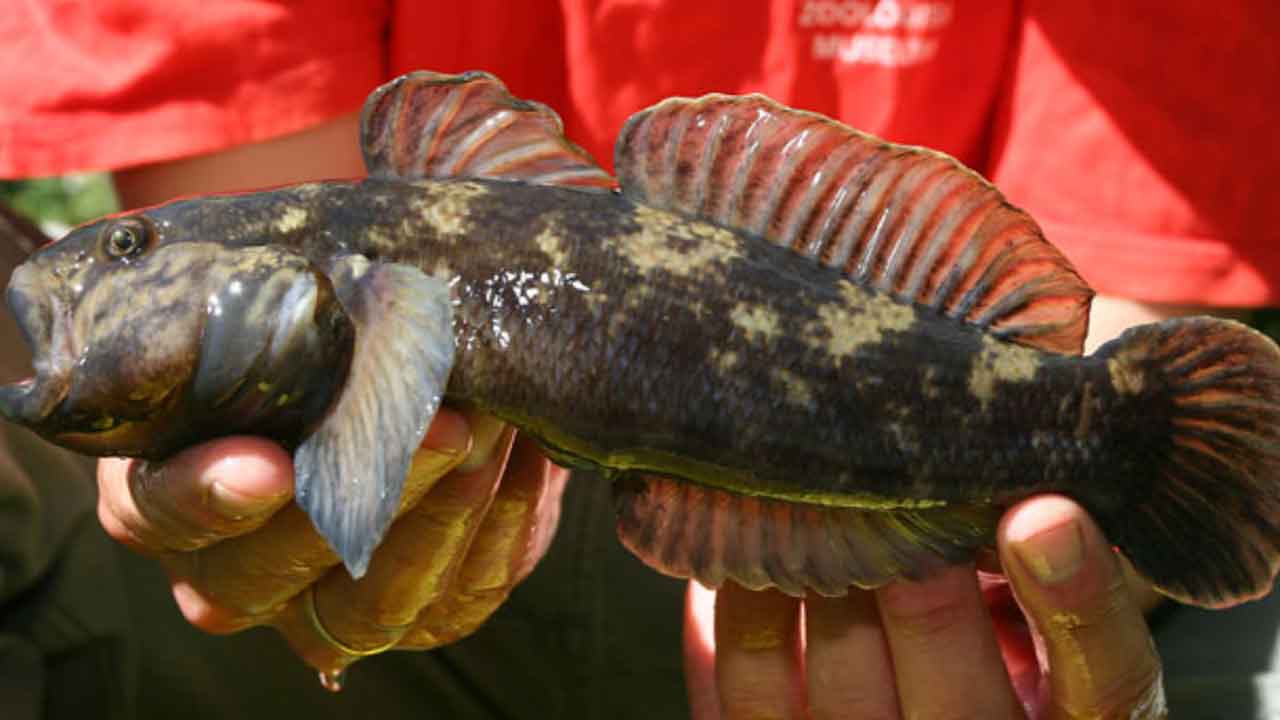 Read more about the article Invasiv fiskeart fundet i Limfjorden