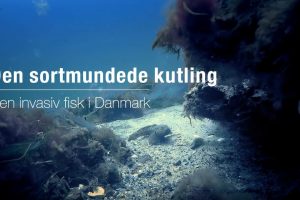 Invasiv fiske-art fundet i Odense Fjord