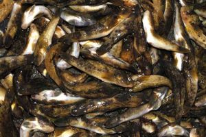 Invasiv fisk skal gøres spiselig og rentabel
