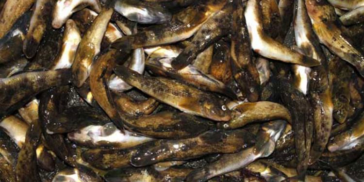 Invasiv fisk skal gøres spiselig og rentabel