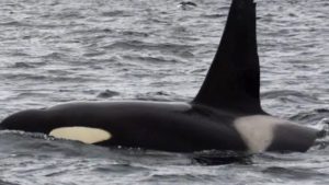 Vi mangler spækhuggere i de danske farvande så sæl-bestanden kunne få en naturlig fjende - arkivfoto