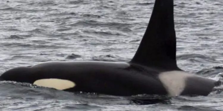 Vi mangler spækhuggere i de danske farvande så sæl-bestanden kunne få en naturlig fjende - arkivfoto