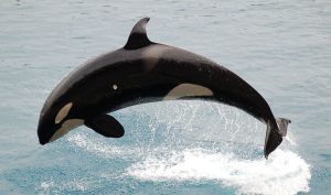 Akvariechef og marinebiolog Jens Peter Jeppesen fra Øresundsakvariet mener, at de mange tun i Øresund har tiltrukket de sjældne rovfisk. Det siger han til TV2 Nyhederne. foto: wikip