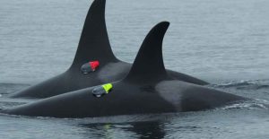 forskere finder at spækhuggere og delfiner samarbejder under jagten på kongelaks - snapshot The Guardian og youtube