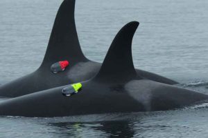 forskere finder at spækhuggere og delfiner samarbejder under jagten på kongelaks - snapshot The Guardian og youtube