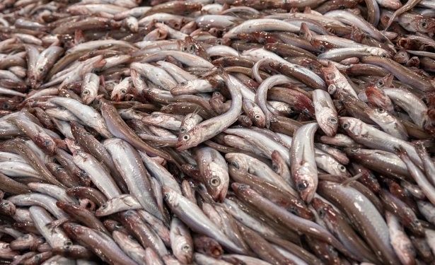 Fangsterne er blevet landet til forarbejdning hos Havsbrún i Fuglefjord. foto sverro egholm