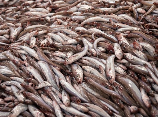 Read more about the article Færøerne: 6.500 tons afsat til forsøgsfiskeri efter blåhvilling