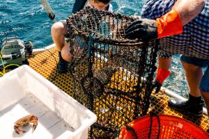 Tabte skotske tejner er de værste spøgelsesfiskere. foto: Arnbjørn Aagesen HI