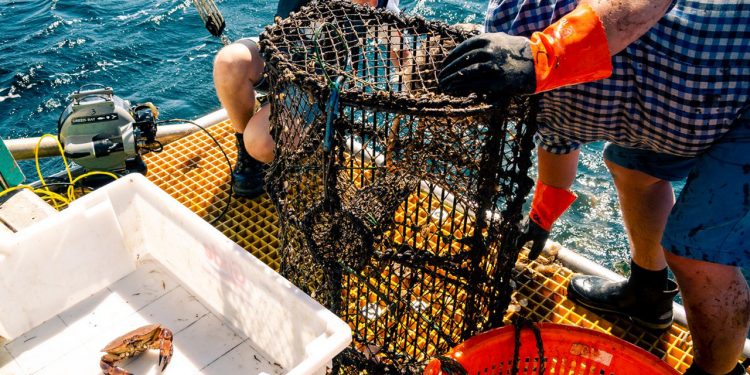 Tabte skotske tejner er de værste spøgelsesfiskere. foto: Arnbjørn Aagesen HI