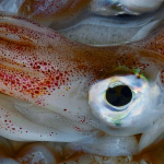 blæksprutter - foto: FiskerForum.com