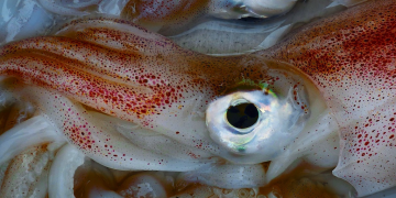 blæksprutter - foto: FiskerForum.com