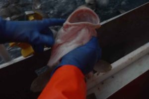 Digital landingserklæring - SquidInk