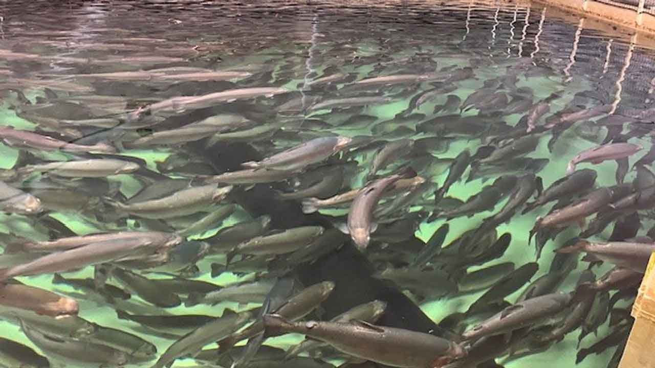 Read more about the article RAS-dambrug i Nordvestjylland firedobler produktion indenfor 2 år