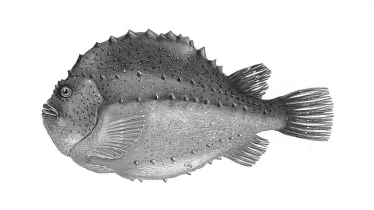Stenbider – Cyclopterus lumpus - FiskerForum