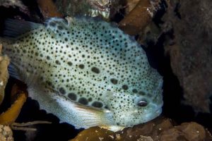 Stigningen i antallet af voksne fisk kan endnu ikke ses i bestanden. Derfor anbefaler det norske Havforskningsinstitut, at fangsten af stnbider (Cyclopterus lumpus) i 2026 begrænses til 270 tons rå rogn, svarende til 1.496 tons hel hunfisk (Kvabso eller kulso). foto. Erling Svensen Hi.no