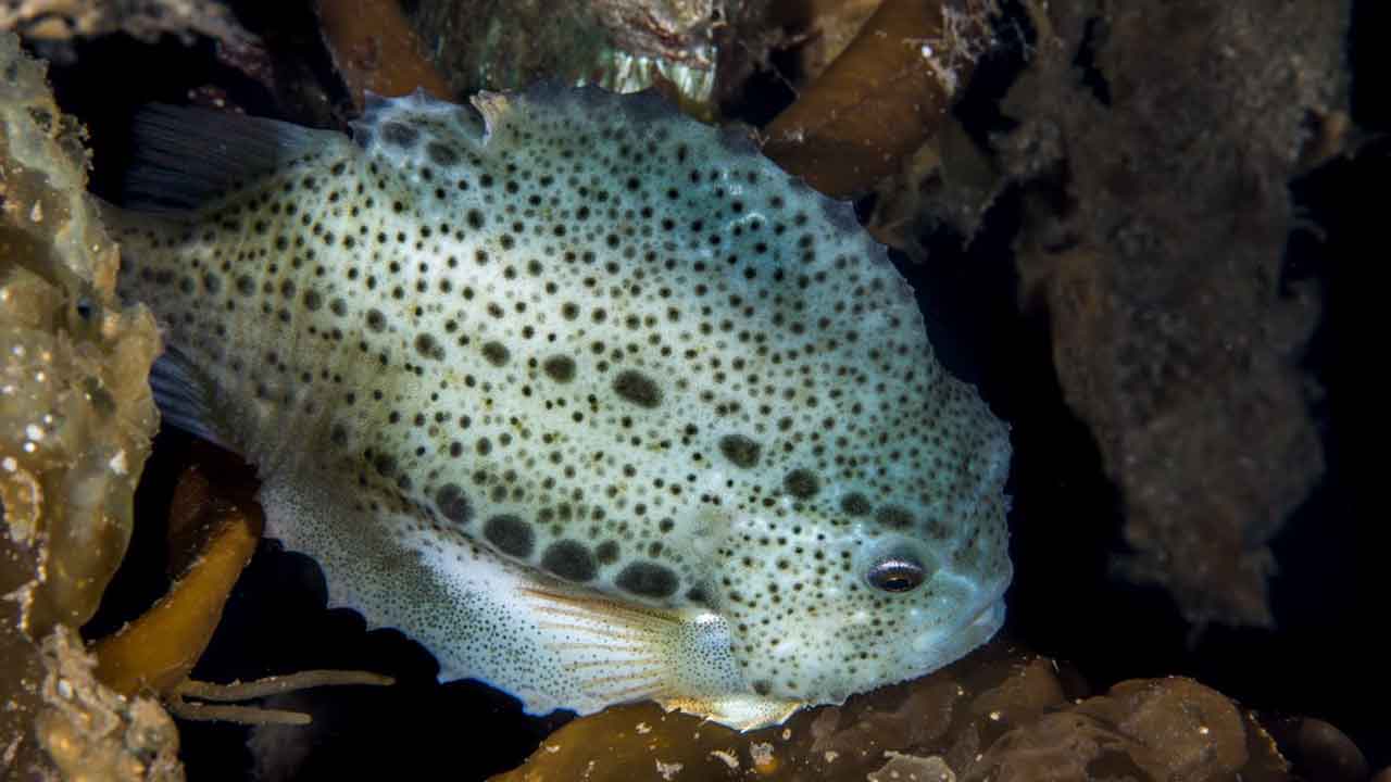 Read more about the article Lavere norske kvoteråd for rå stenbiderrogn i 2026